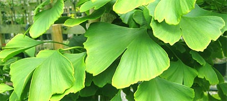 Comprar Ginkgo Biloba