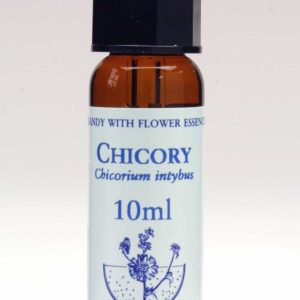 Chicory Flor de Bach Healing Herbs