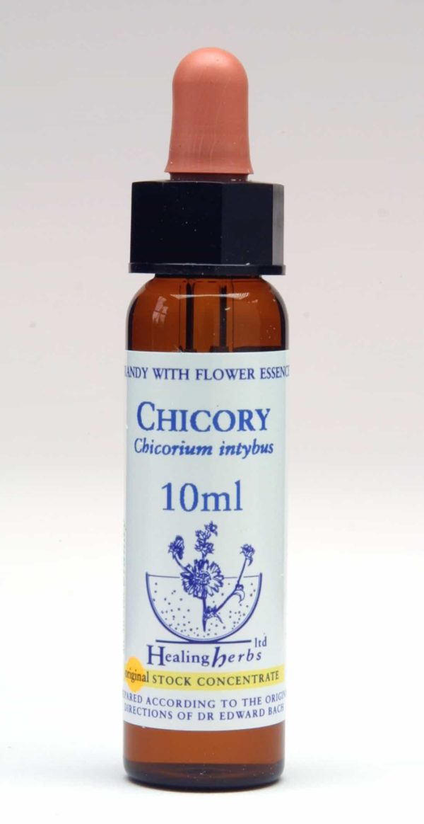 Chicory Flor de Bach Healing Herbs