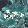 comprar clematis, clematide