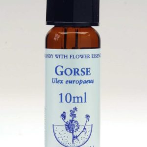 Gorse Flor de Bach Healing Herbs