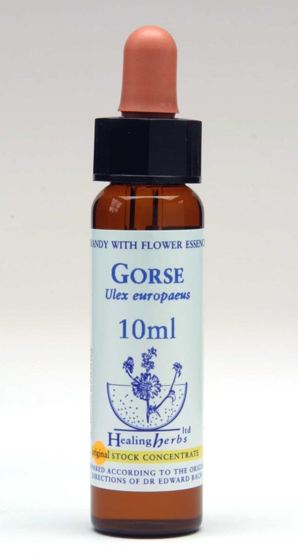 Gorse Flor de Bach Healing Herbs