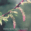 comprar hornbeam, hojarazo flor de Bach