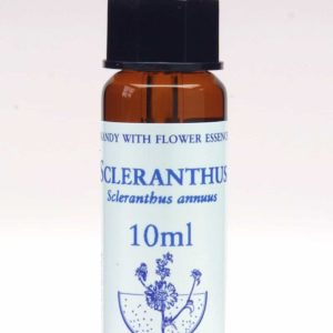 Scleranthus Flor de Bach Healing Herbs