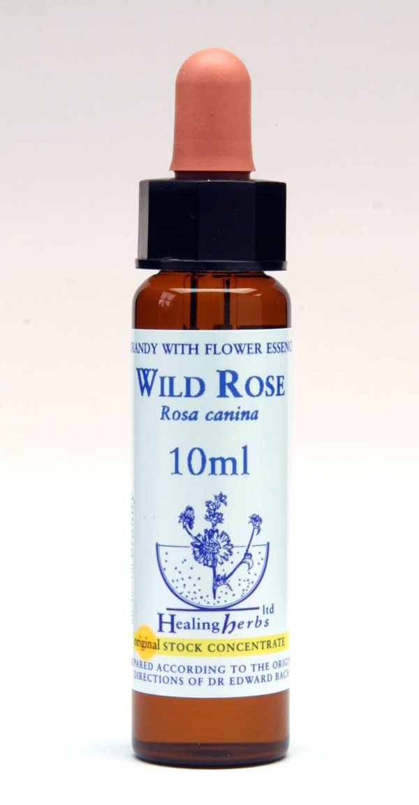 Wild Rose Flor de Bach Healing Herbs