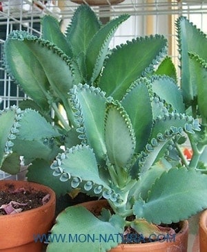 kalanchoe cancer