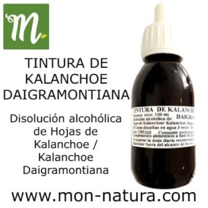 Kalanchoe